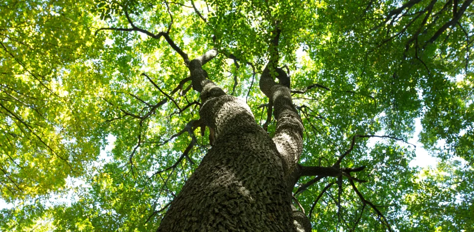 Arborist Services Arborist Services