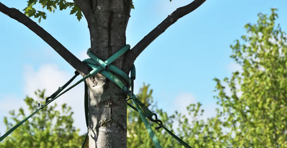 Cabling & Bracing Cabling & Bracing