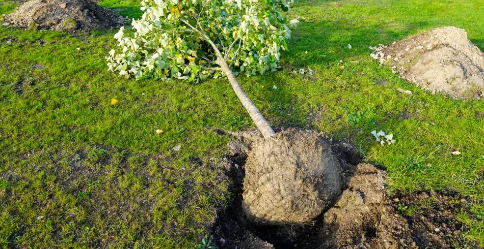 Tree Planting