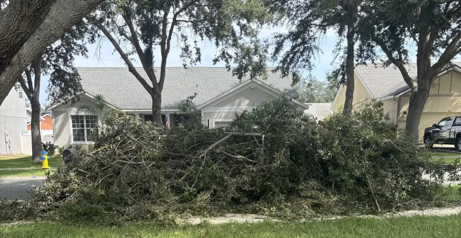 Tree Removal